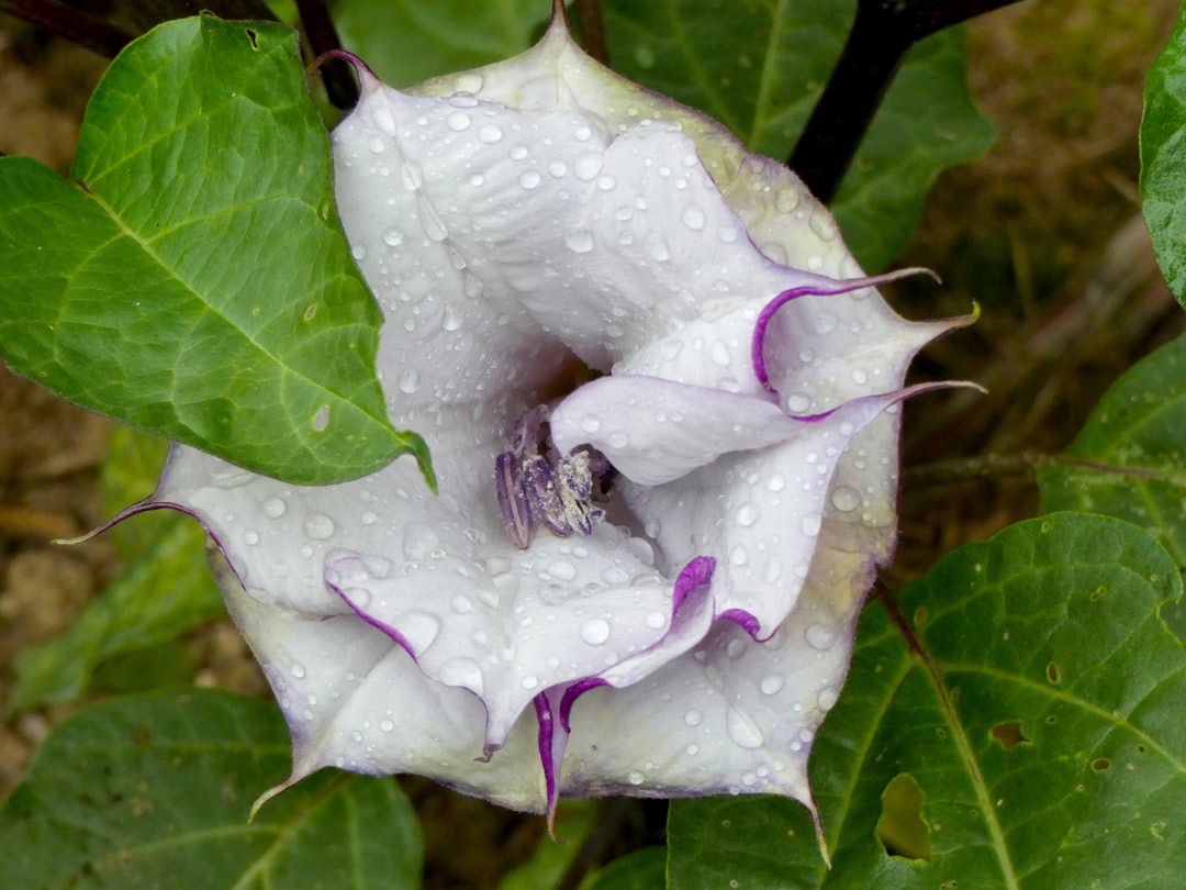 Ballerina Purple Moonflower in bloom